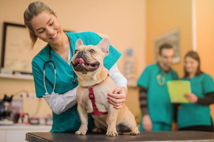 Veterinário examinando um cachorro